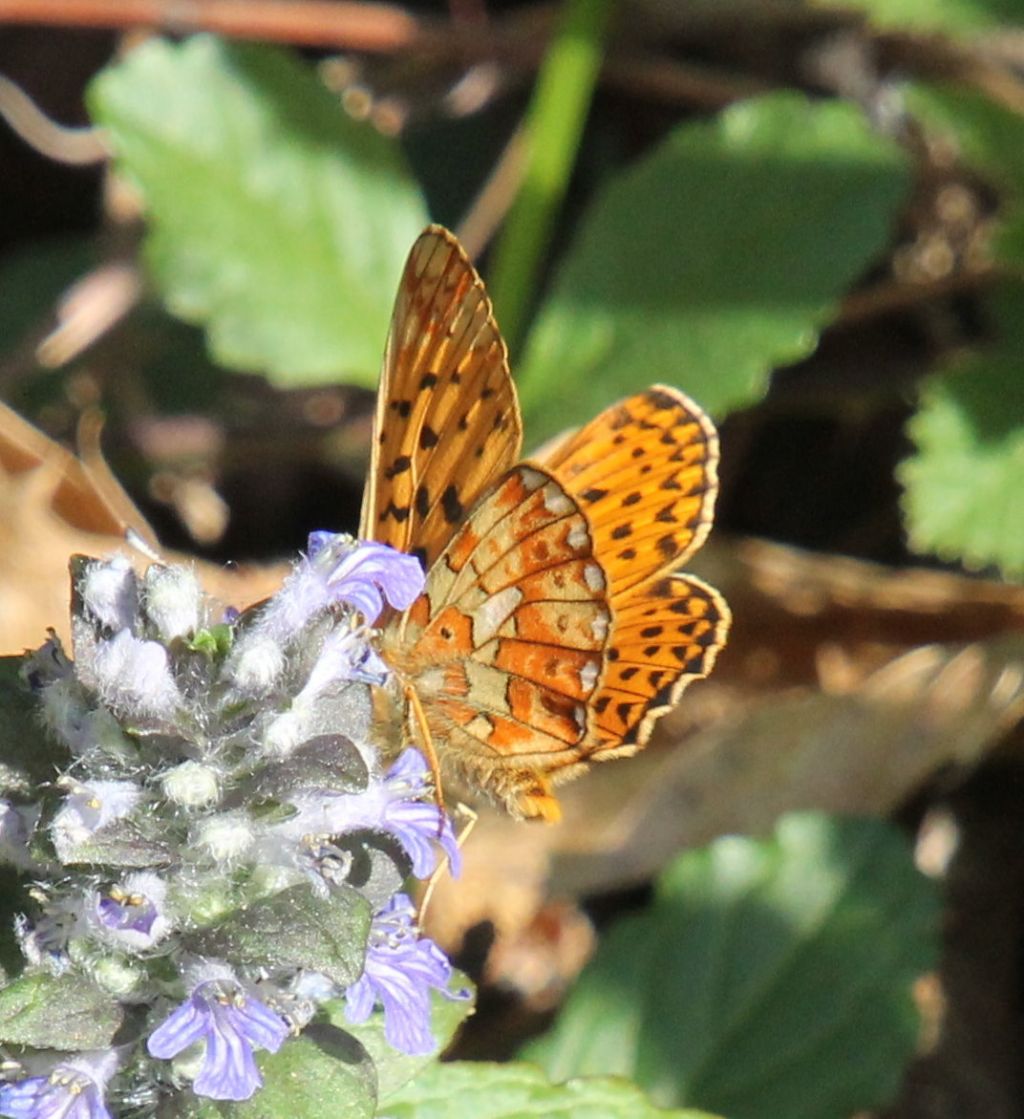 Boloria euphrosyne?